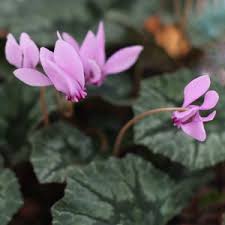 Image result for Cyclamen parviflorum