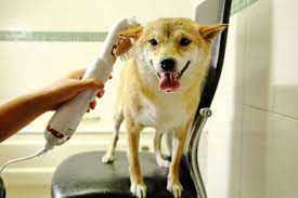 柴犬開箱 petaum寵物專用梳毛吹風機 讓毛孩再也不怕洗澡吹風 極致舒適的梳毛烘乾體驗 翰寶寶與小珊珊的旅遊美食生活手札