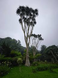 Image result for Aloidendron tongaense
