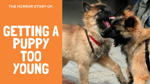 Train your dog must not bite. 6 Week Old German Shepherd Puppy My Biggest Trainer Mistake Ever Thedogtrainingsecret Com Thedogtrainingsecret Com
