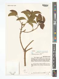Image result for Nesogenaceae