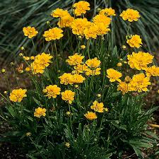 There are several subspecies of tickseed plant, each with their. Coreopsis Grandiflora Early Sunrise Walters Gardens Inc