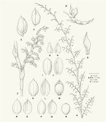 Image result for Panicum trichocladum