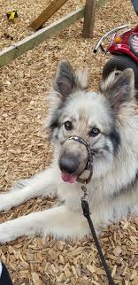 Fantastic top quality working line german shepherd puppies some of the very best working blood lines make up this pedigree. Silver Sable Long Haired German Shepherd Sable German Shepherd Puppies Sable German Shepherd Puppies