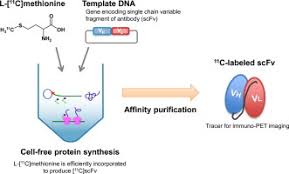 Just as with mrna synthesis, protein synthesis can be divided into three phases: Rapid Biochemical Synthesis Of 11c Labeled Single Chain Variable Fragment Antibody For Immuno Pet By Cell Free Protein Synthesis Sciencedirect