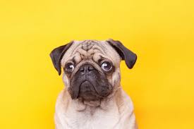 Image result for pug