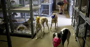 Greyhound Racing in Iowa