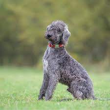 Bedlington terriers are small dogs named after a mining town called bedlington, northumberland which is in the 2 finding a bedlington terrier. Bedlington Terrier Pdsa
