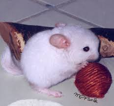 In the cartoon chinta is a baby chinchilla that had been lost. Baby Chinchilla Dj Playing By Chinchilla Madness On Deviantart