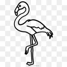 Mewarnai gambar burung flamingo ebook anak. 51 Gambar Flamingo Hitam Putih Terlihat Keren Gambar Pixabay
