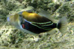 Join captain barnacles and crew on their animated underwater adventures. Hawaii State Fish Humuhumunukunukuapua A Hawaiian Trigger Fish