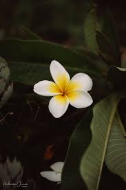Plumeria Frangipani Flower Frangipani Plumeria Beautiful Flowers