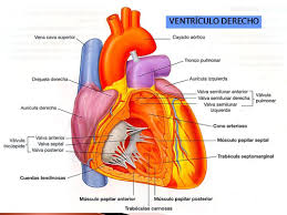 Ele chega para substituir o espanhol juanfran. Anatomia Exam 3 Mediastino Y Corazon Flashcards Quizlet