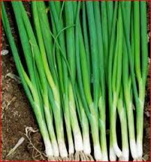 Bawang bawang daun berkualitas mempunyai batang semu yang berwarna putih dengan panjang kurang lebih 1/3. Jenis Dan Manfaat Daun Bawang Allium Sp Buah Pikiran