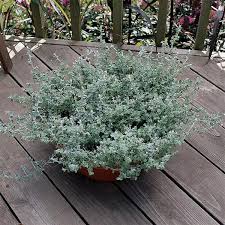 Image result for Helichrysum maestum