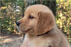 The Best Emotional Support (ESA) Dogs for 2025