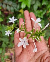 Image result for Plumbago zeylanica