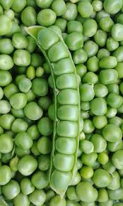 Image result for Pisum sativum