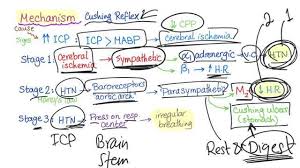 Image result for Cushing Response