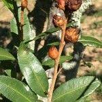 Image result for Ochna natalitia