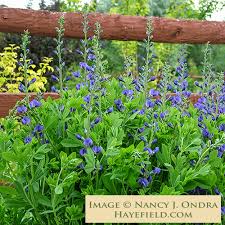 Image result for Baphiopsis