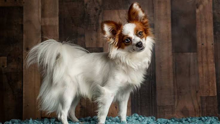 Papillon Dog Breed » Information, Pictures, & More