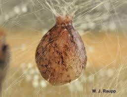 Image result for Heteromorpha sp. agg.