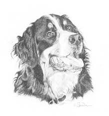 Article by pet coloring pages. Coloring Pages Of A Bernese Mountain Dog