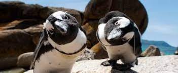 2 bonjours frédéric cherche à. Les Manchots De La Plage De Boulders Attractions Animaux Famille Enfants Le Cap Cap Occidental Cote Ensoleillee Fr