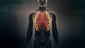 Pain under the ribcage can be distressing and severe. Which Organ Sits In The V Part Of The Ribs Herenow4u Net Publications Books Online Preksha It S Easy To Feel The Bottom Of This Cage By Running