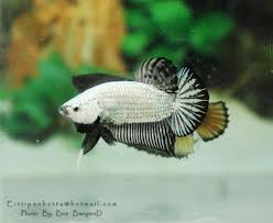 Black And White Dragonscale Plakat Betta Fish Plakat Betta Betta Fish Betta Fish Tank