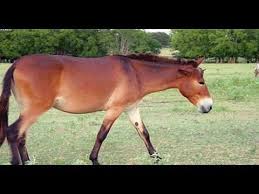 تفسير رؤية البغل فى المنام Horses Animals