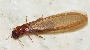 Innovative pest management has over 24 years of experience in the pest control industry. Commercial Pest Control Rochester Know About The Pest Control