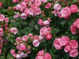 They are one of the most popular and widely cultivated groups of flowering plants, especially in temperate climates. Best Disease Resistant Roses Old Farmer S Almanac