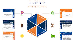 pin on terpenes