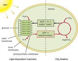 (2000) biochemistry and molecular biology of plants. Photosynthesis Microbiology