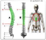 Noun trapezius noun (anatomy) either of two large triangular muscles that each cover one side of the back of the neck and the shoulders, and move the head and the shoulder blades. Abbildung Muskel Trapezmuskel
