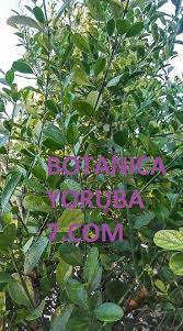 Pin En Botanicayoruba7 Com