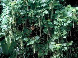 Image result for Acalypha polymorpha