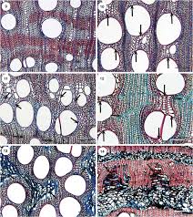 Image result for Pleioceras gilletii