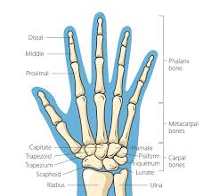 Image result for Hand Anatomy