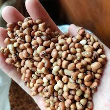 Jenis kacang ini memang tidak dihasilkan di indonesia, tetapi banyak dijumpai di supermarket. Tinggi Protein Kacang Tunggak Cocok Untuk Diet