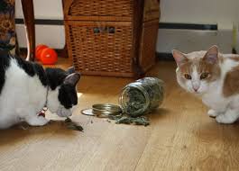 His own tea stash from tea for cats! The Benefits Of Growing Catnip Catmint