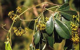 Image result for Cissus glaucophylla
