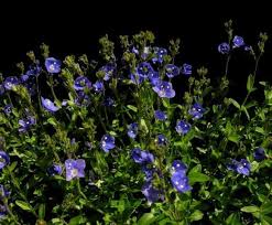 Image result for Veronica abyssinica