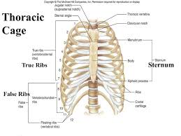 The rib cage is a primarily protective structure, encircling the heart and lungs. On Page 84 Draw And Label The Parts Of The Ppt Video Online Download