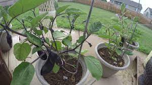 Ichiban And Little Fingers Eggplants Youtube