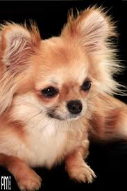 Chihuahua Chihuahua Dogs Chihuahua Puppies Chihuahua