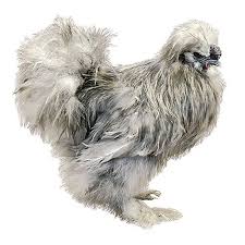 Silkie Tractor Supply Co Moderate Producer Of Medium White To Tinted Eggs Does Well In Free Rang Livestock Conservancy Chicken Breeds Tractor Supplies