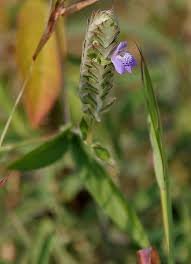 Image result for Rungia